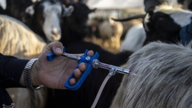 جمعآوری 11 هزار قلم داروی دامپزشکی در ایلام