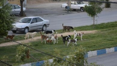 جولان سگهای ولگرد از حاشیه تا مرکز کلانشهر کرمانشاه