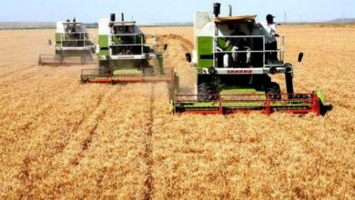 حاجیبابایی: مطالبات گندمکاران پرداخت میشود