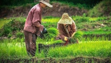 حال خوش برنجکاران با برداشت "رتون"/ طلای دوبارهزاد چیست؟