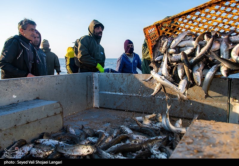 روایت تسنیم صیادانی که دل به دریا میزنند/ خزر با چالشهایش