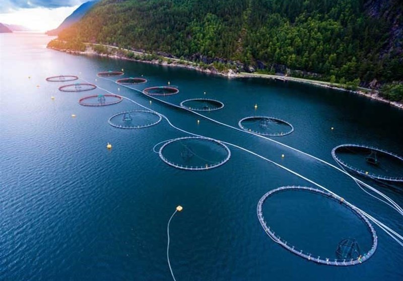 رونق اقتصادی هرمزگان با پرورش ماهیان دریایی در قفس