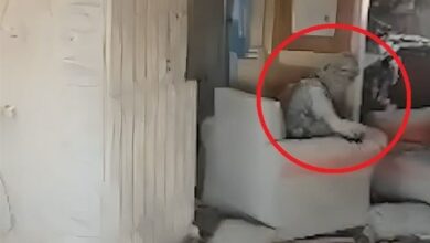 ظریف: شهادت سنوار خط بطلانی بر دروغهای نتانیاهو کشید