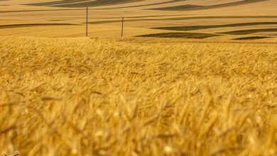 مانده مطالبات گندمکاران لرستانی؛ 47میلیون تومان