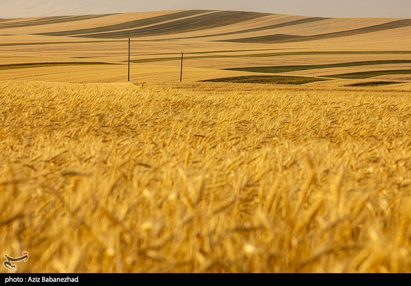 مانده مطالبات گندمکاران لرستانی؛ 47میلیون تومان