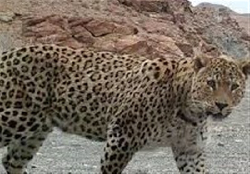 مشاهده پلنگ ایرانی در منطقه سبزکوه بختیاری + فیلم