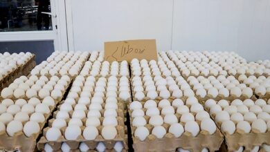 هر لرستانی سالانه 176 عدد تخممرغ مصرف میکند