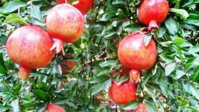 هیچگونه خسارت سرمازدگی پاییز به باغات لرستان گزارش نشد