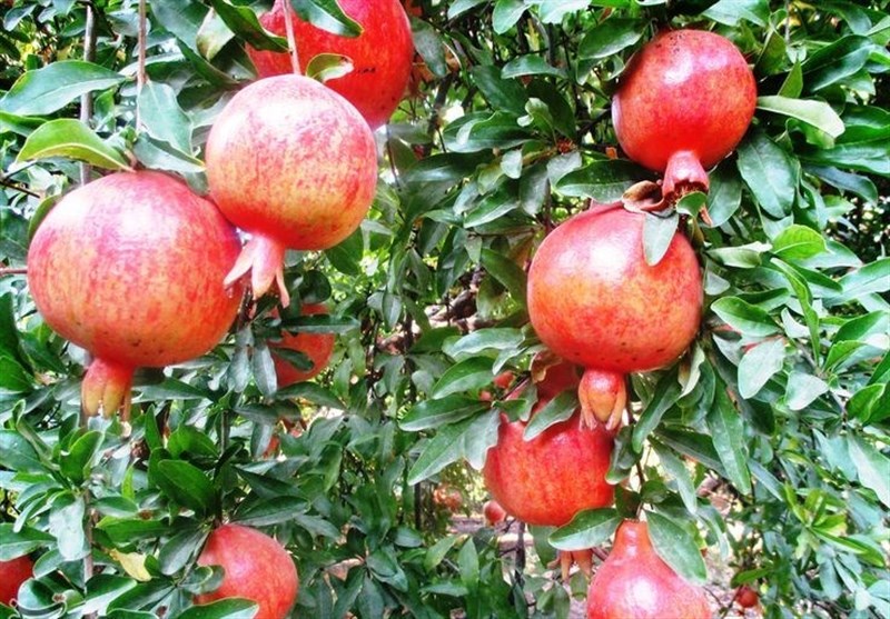 هیچگونه خسارت سرمازدگی پاییز به باغات لرستان گزارش نشد