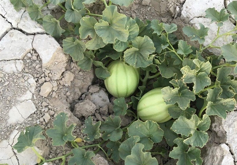 استان سیستان و بلوچستان ,