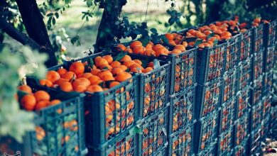 پیشبینی برداشت 135 هزار تن نارنگی از باغات ساری