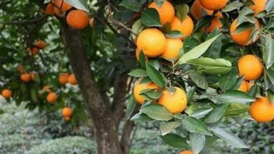 پیشبینی برداشت 500 هزار تن پرتقال از باغات بابل