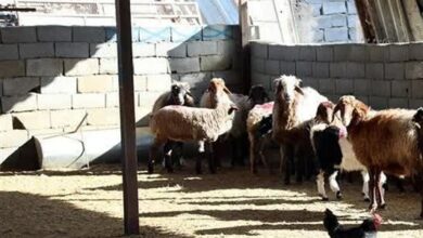 کاهش 68 درصدی بیماری دام با اردوهای جهادی