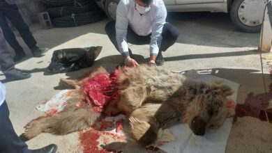 کشف لاشه یک قلاده خرس قهوهای در دنا