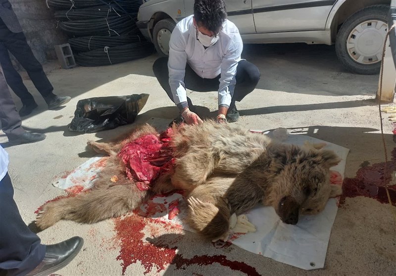 کشف لاشه یک قلاده خرس قهوهای در دنا