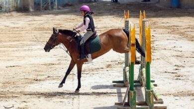 گرانی بیرویه علوفه هزینههای نگهداری اسب را افزایش داد