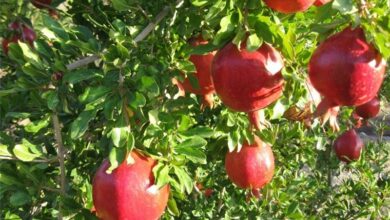 گزارش| روزگار خوش انارکاران مازندرانی/ اینجا دلها خون نیست