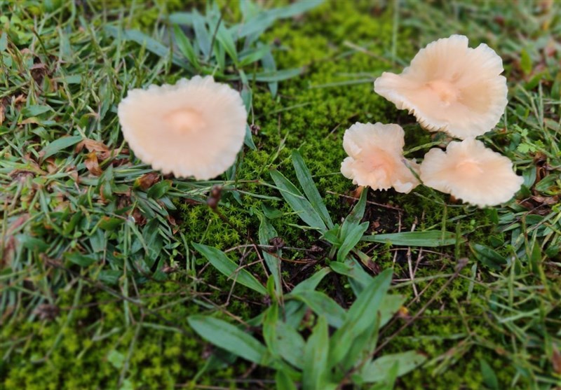 گزارش| کلاهکی پنهان در دل جنگل و مراتع گیلان + تصاویر