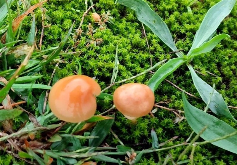 مکمل های غذایی و دارویی , کشاورزی ,