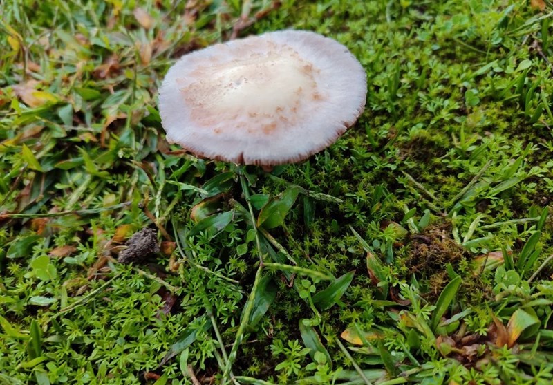 مکمل های غذایی و دارویی , کشاورزی ,