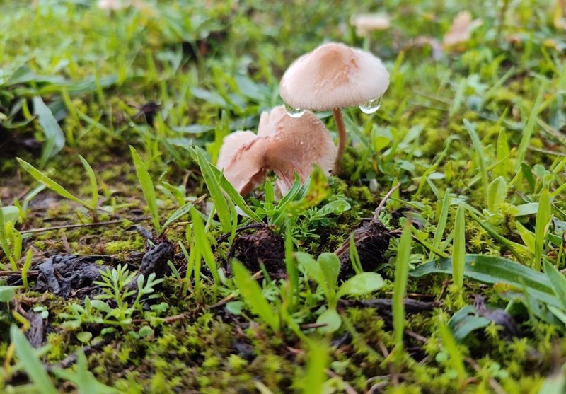 مکمل های غذایی و دارویی , کشاورزی ,