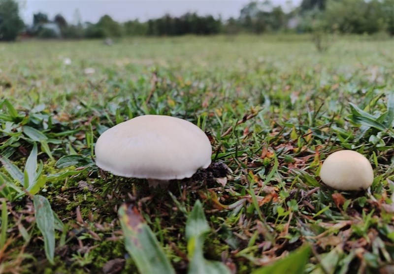 مکمل های غذایی و دارویی , کشاورزی ,