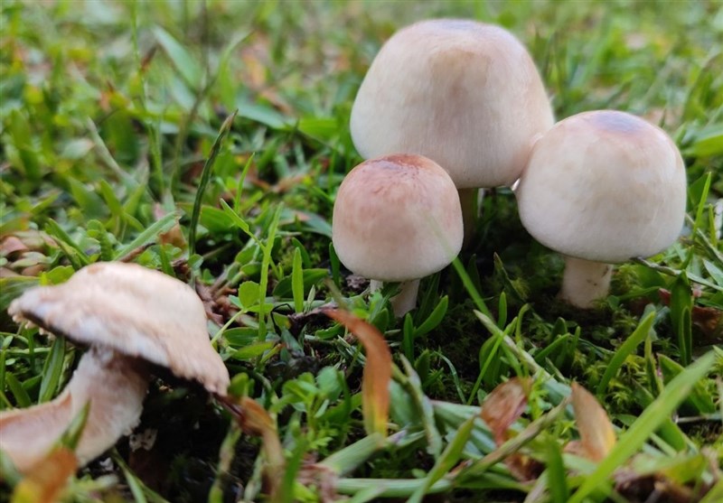 مکمل های غذایی و دارویی , کشاورزی ,