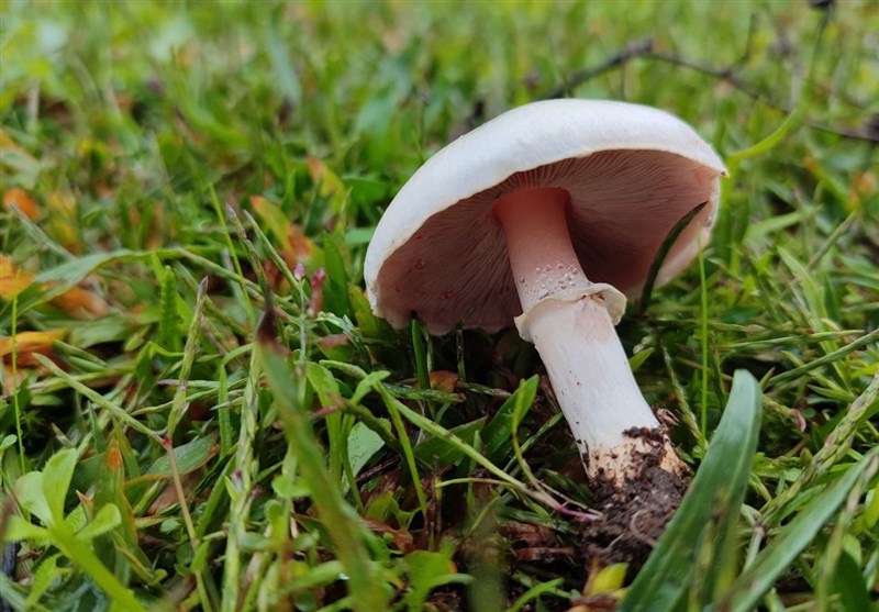 مکمل های غذایی و دارویی , کشاورزی ,