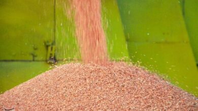 گندمکاران همچنان سرکارند/ باز هم وعدهها تحقق نیافت!