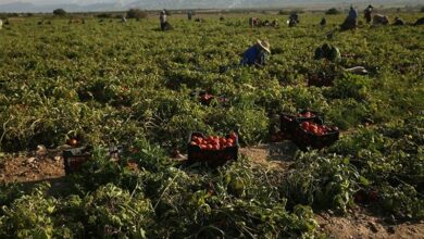12 هزار هکتار اراضی استان بوشهر زیر کشت گوجه فرنگی رفت
