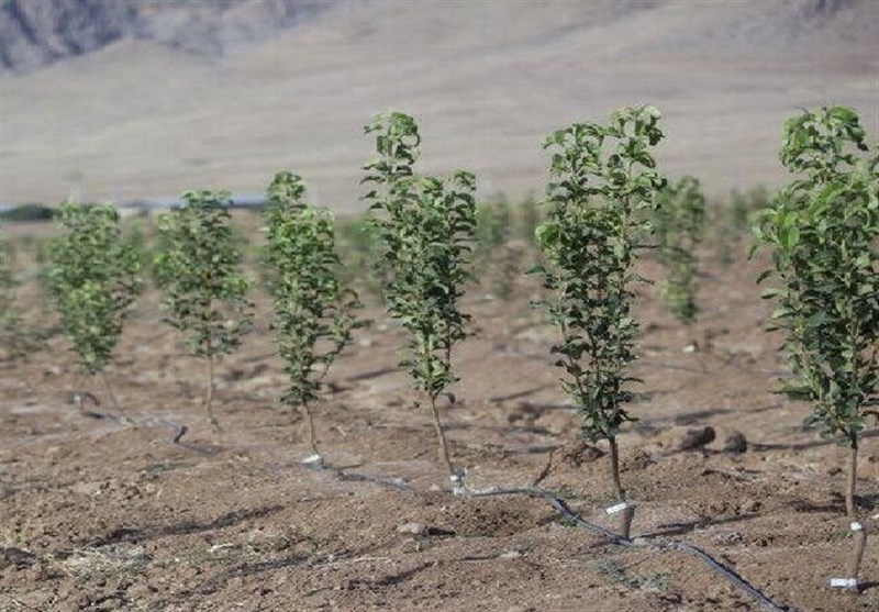 41 هکتار مزرعه چوب در دهلران اجرا میشود