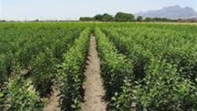 5 میلیون و 300 هزار اصل نهال در خراسان جنوبی تولید شد