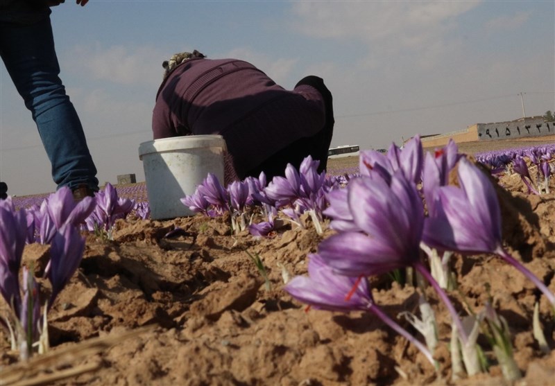 9 هزار هکتار زمین در تربتحیدریه زیرِ کشت زعفران رفت
