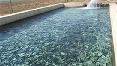 آبزیپروران هنگام بارندگی چه کنند؟