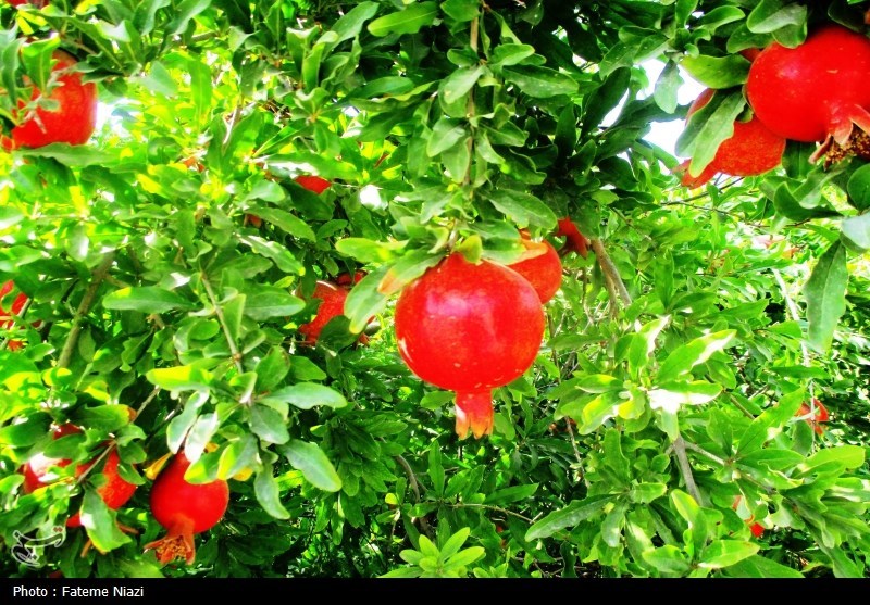 آغاز فصل برداشت یاقوت سرخ در قم/ پیشبینی 37 هزار تن انار