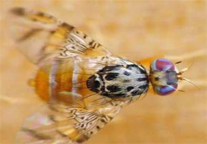 آلودگی تعداد محدودی از باغات لرستان به مگس مدیترانهای