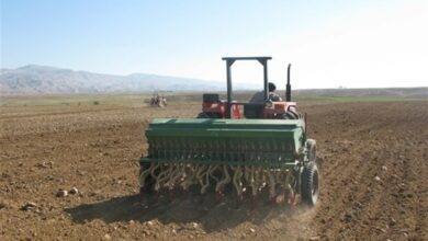 اجرای طرح جهش تولید در 30 هزار هکتار اراضی دیم استان بوشهر