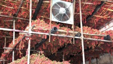 احداث بارگاههای بهداشتی زرشک تسهیل میشود