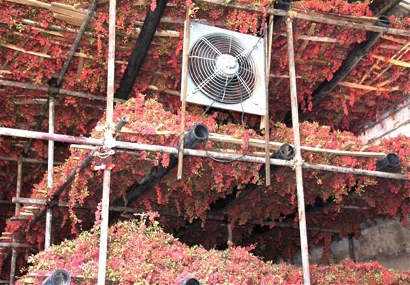 احداث بارگاههای بهداشتی زرشک تسهیل میشود