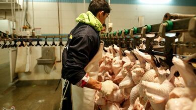 احیای کشتارگاه صنعتی مرغ خاوه/ احیای 30 فرصت شغلی در دلفان