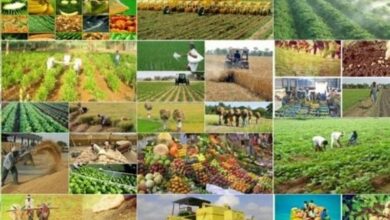 اختصاص7 میلیارد تومان تسهیلات به کشاورزی نیشابور