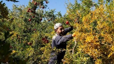 اصلاح و نوسازی 2300 هکتار از باغات چهارمحال و بختیاری