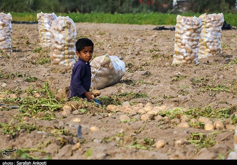 اطلاعات کشاورزان در آمارگیری سرشماری محرمانه میماند