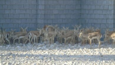 افزایش 130 رأسی در پرورش آهو بوشهر