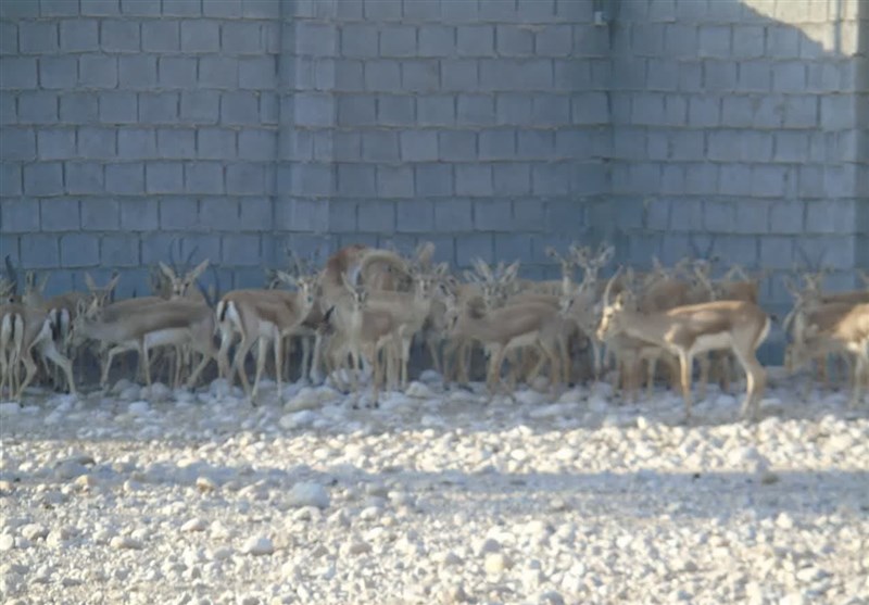 افزایش 130 رأسی در پرورش آهو بوشهر