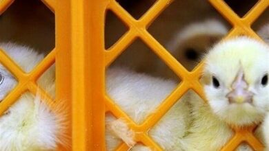 افزایش 40 درصدی جوجهریزی در همدان