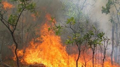 افزایش آتشسوزی جنگل در کشور/18 بالگرد مهار حریق خریداری شد