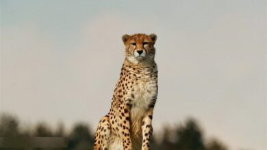 افزایش امیدها برای نجات نسل یوز ایرانی در میاندشت جاجرم+فیلم