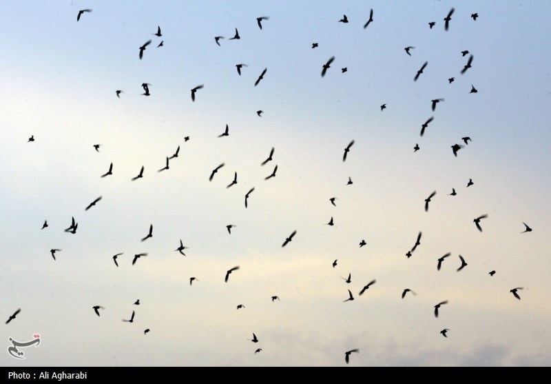 افزایش ورود پرندگان مهاجر به تالابهای مازندران