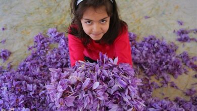 امسال 30 تن زعفران در خراسان شمالی برداشت میشود